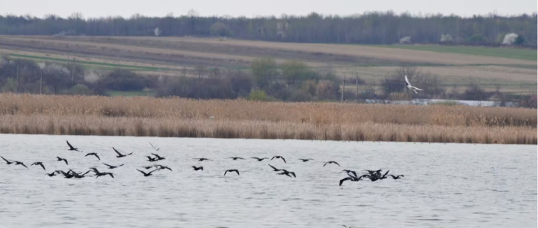 На Закарпатті зафіксували рідкісних птахів із Червоної книги України