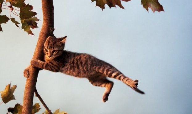 Сильний вітер: мешканців просять утриматися від відвідування парків