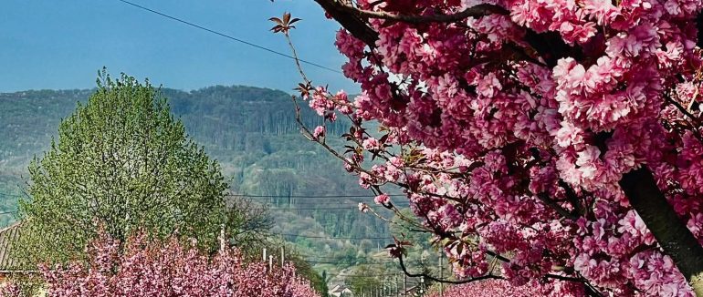 Сакуровий забіг у Перечині: свято руху, весни та єдності громади (АНОНС)