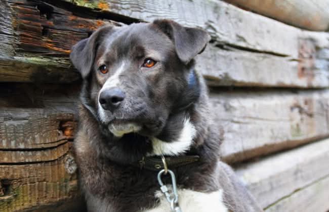 На Закарпатті оштрафували чоловіка за жорстоке поводження з собакою
