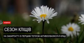 Кліщі та їх загроза: лікарка розповіла основні правила (ВІДЕО)
