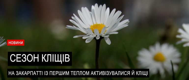 Кліщі та їх загроза: лікарка розповіла основні правила (ВІДЕО)