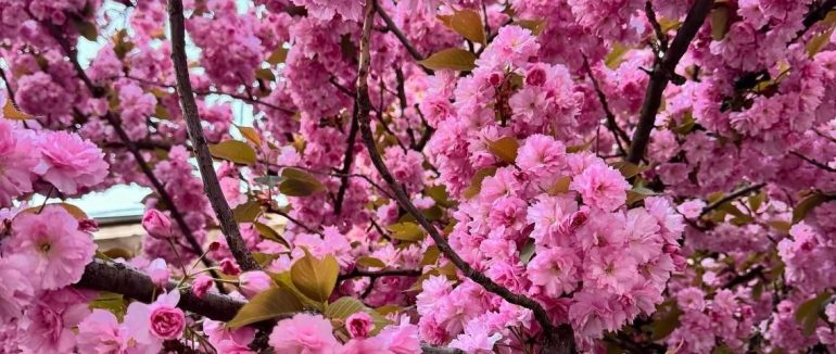 Погода на Великодні вихідні на Закарпатті: синоптики прогнозують заморозки та мінливу хмарність