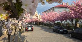 У Мукачеві розквітла унікальна двоколірна сакура: дерево вже стало фотолокацією