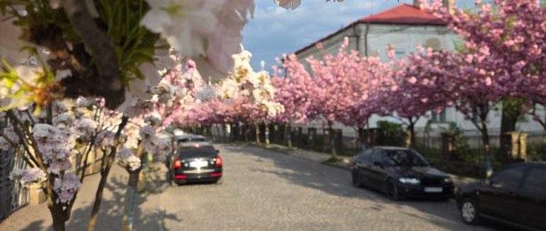 У Мукачеві розквітла унікальна двоколірна сакура: дерево вже стало фотолокацією