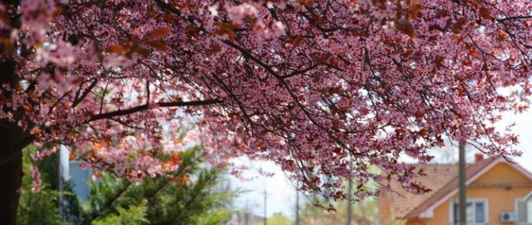 В Ужгороді 20 квітня переважатиме хмарна погода без опадів