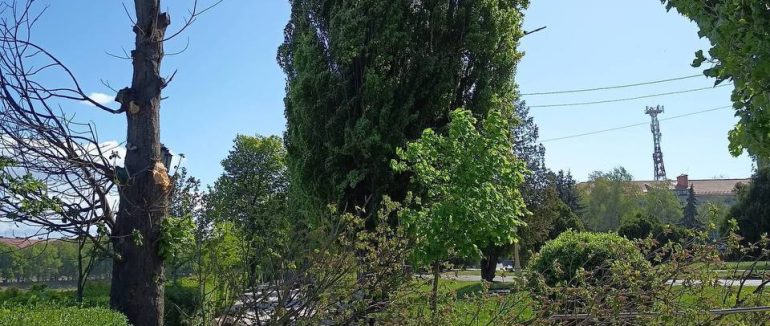 Деревопад в Ужгороді: на набережній біля мосту Масарика впала велика гілка