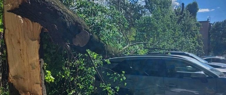 Смертельна негода на Закарпатті: чоловік загинув через падіння дерева