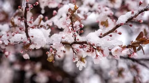 Тепло повертається: синоптики розповіли про погоду на Закарпатті цього тижня