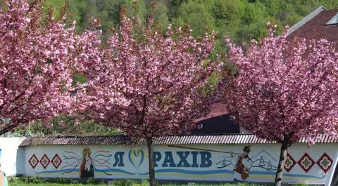 Сезон сакур на Закарпатті виходить на фініш: цвітіння почалося у Рахові
