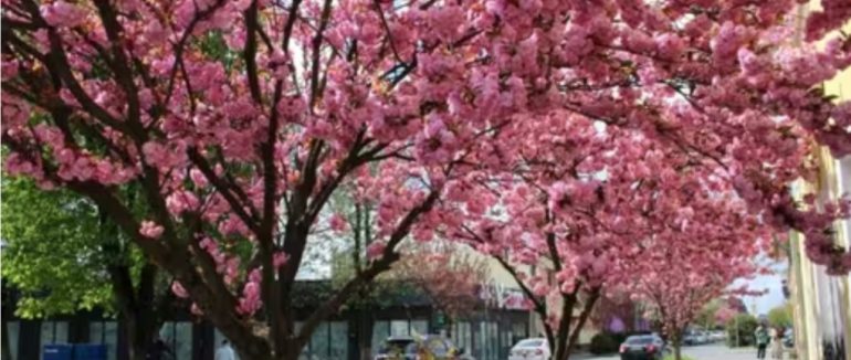 У Чопі розквітають сакури: місто готується до рожево-білого весняного цвітіння