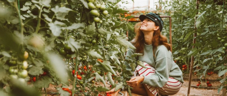Що додати в лунку під час висаджування томатів і перцю, щоб отримати великий урожай
