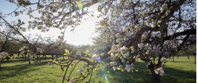 Морози до -5° загрожують урожаю на Закарпатті
