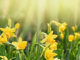 Гороскоп на 4 квітня для всіх знаків зодіаку: день звільнення від постійного контролю