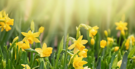 Гороскоп на 4 квітня для всіх знаків зодіаку: день звільнення від постійного контролю