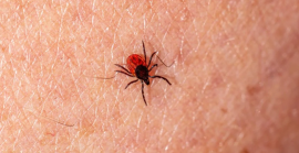 Не чекайте на біду: як миттєво виявити кліщів на садовій ділянці