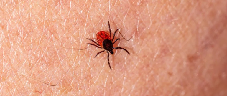 Не чекайте на біду: як миттєво виявити кліщів на садовій ділянці