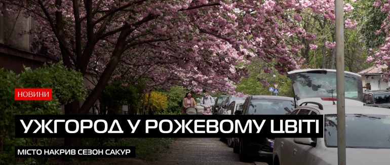 Квітучий Ужгород: сезон сакур у розпалі (ВІДЕО)