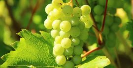 Виноград для вина: культові сорти, які варто посадити на ділянці
