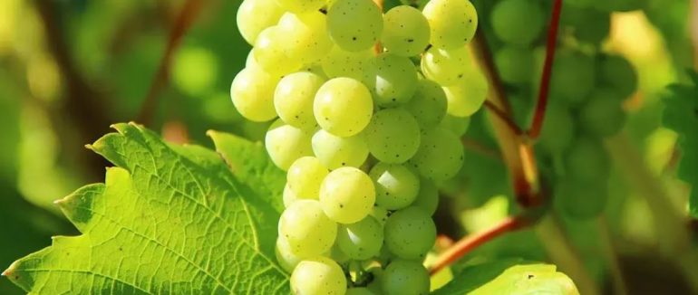 Виноград для вина: культові сорти, які варто посадити на ділянці