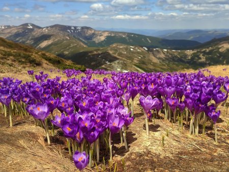 Справжнє весняне диво в горах: схили засипало фіолетовим цвітом, а природа остаточно прокинулася