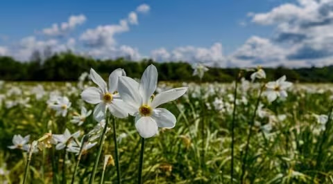 На Закарпатті розквітла Долина нарцисів