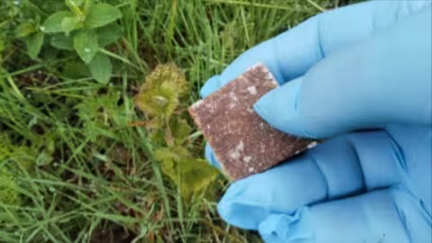 У лісах Закарпаття розкидали майже 1900 доз вакцини проти сказу