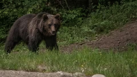 У горах поблизу кордону з Румунією житель Києва натрапив на ведмедицю
