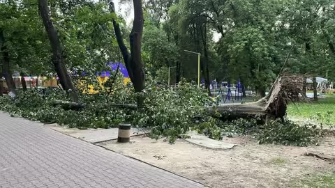 У Боздоському парку в Ужгороді дерево впало просто посеред зони відпочинку