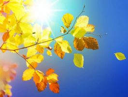 До +38°C: Україну накрила аномальна спека