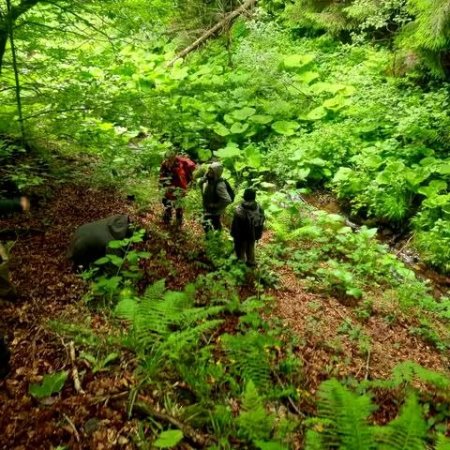 Небезпечна пригода в Карпатах: у Румунії врятували сімох українців, які заблукали в горах
