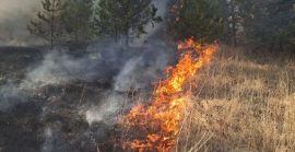 На Закарпатті під час спалювання сухостою загинула 75-річна жінка