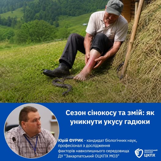 На Закарпатті сезон сінокосу та змій: як уникнути укусу гадюки