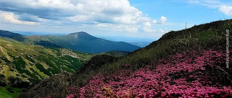 На схилах Чорногори зацвіла рідкісна наскельниця лежача