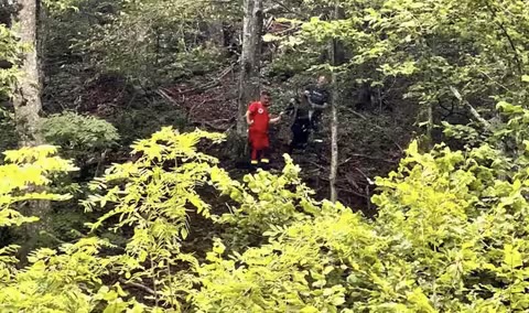 Трагедія на Закарпатті: у горах загинув чоловік через падіння дерева