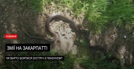 Розпочався сезон змій на Закарпатті: як уникнути зустрічі з плазуном? (ВІДЕО)