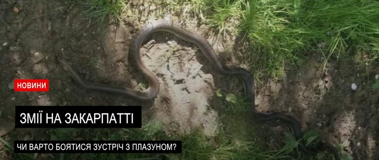 Розпочався сезон змій на Закарпатті: як уникнути зустрічі з плазуном? (ВІДЕО)