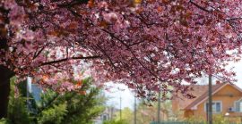 В Ужгороді сьогодні очікується сонячний та спекотний день без опадів