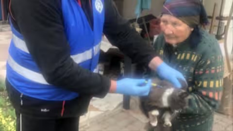 На Закарпатті виявили скаженого кота: у селі проводять безкоштовні щеплення