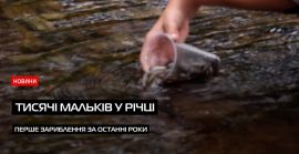 Понад 14 тисяч малька форелі запустили у річку Визниця Кольчинської ТГ (ВІДЕО)
