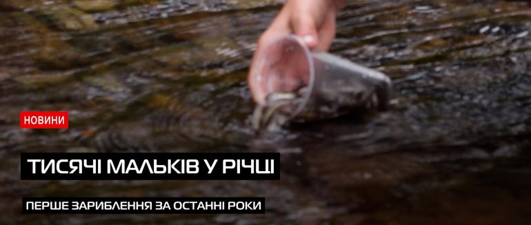 Понад 14 тисяч малька форелі запустили у річку Визниця Кольчинської ТГ (ВІДЕО)