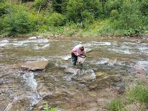 На Закарпатті дослідили гірські річки для відновлення популяцій лососевих риб