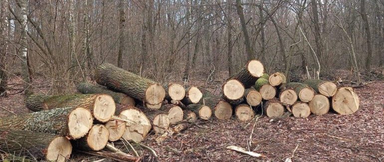 На Тячівщині суд стягнув понад 1,2 млн грн із «Лісів України» за незаконну рубку