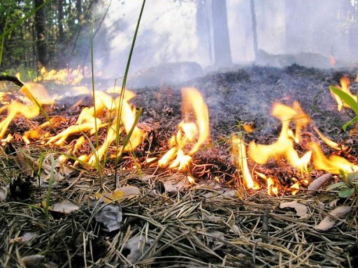 На Закарпатті оголосили надзвичайну пожежну небезпеку: застереження гідрометцентру