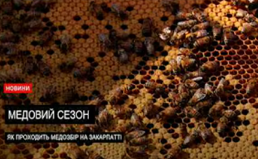 Медовий сезон 2026: як працюють пасічники Закарпаття (ВІДЕО)