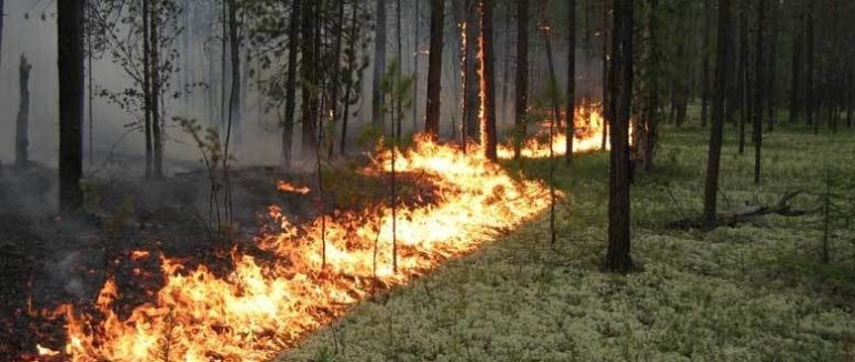 На Закарпатті зберігається надзвичайна пожежна небезпека