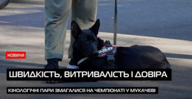 У Мукачеві відбувся чемпіонат із драйленд канікросу: люди та собаки долали дистанцію на швидкість (ВІДЕО)