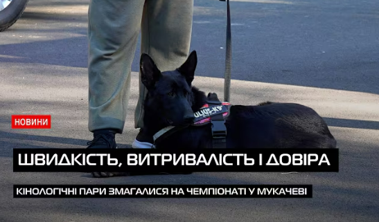 У Мукачеві відбувся чемпіонат із драйленд канікросу: люди та собаки долали дистанцію на швидкість (ВІДЕО)