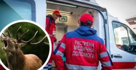 Сім проколів рогами: на Закарпатті олень напав на пенсіонера