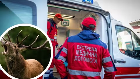 Сім проколів рогами: на Закарпатті олень напав на пенсіонера